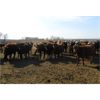 Image 4 : Four Harts Cattle Co. - 790# Heifers - 80 Head (Vermilion, AB)
