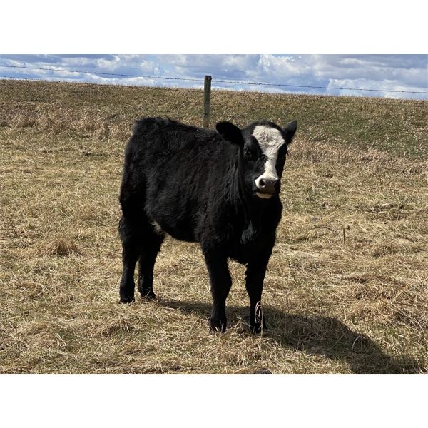 Anchor C Cattle Company - 925# Heifers - 84 Head (Sundre, AB)