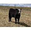 Image 1 : Anchor C Cattle Company - 925# Heifers - 84 Head (Sundre, AB)