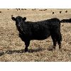Image 2 : Anchor C Cattle Company - 925# Heifers - 84 Head (Sundre, AB)