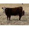 Image 3 : Anchor C Cattle Company - 925# Heifers - 84 Head (Sundre, AB)
