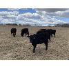 Image 6 : Anchor C Cattle Company - 925# Heifers - 84 Head (Sundre, AB)