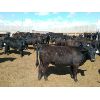 Image 1 : 9 Bar Ranch - 736# Heifers - 40 Head (Scandia, AB)