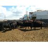 Image 2 : 9 Bar Ranch - 736# Heifers - 40 Head (Scandia, AB)