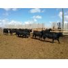 Image 3 : 9 Bar Ranch - 736# Heifers - 40 Head (Scandia, AB)