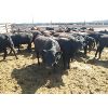 Image 4 : 9 Bar Ranch - 736# Heifers - 40 Head (Scandia, AB)