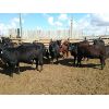 Image 5 : 9 Bar Ranch - 736# Heifers - 40 Head (Scandia, AB)