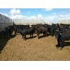Image 6 : 9 Bar Ranch - 736# Heifers - 40 Head (Scandia, AB)