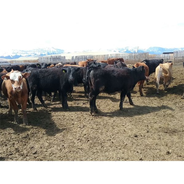 Antelope Butte Ranch - 580# Steers - 103 Head (Lundbreck, AB)