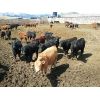 Image 4 : Antelope Butte Ranch - 580# Steers - 103 Head (Lundbreck, AB)
