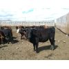 Image 5 : Antelope Butte Ranch - 580# Steers - 103 Head (Lundbreck, AB)