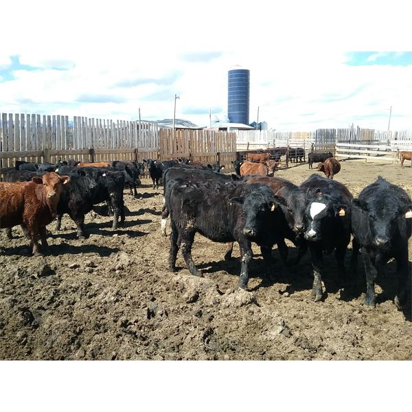Antelope Butte Ranch - 658# Heifers - 80 Head (Lundbreck, AB)