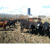 Image 1 : Antelope Butte Ranch - 658# Heifers - 80 Head (Lundbreck, AB)