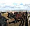 Image 2 : Antelope Butte Ranch - 658# Heifers - 80 Head (Lundbreck, AB)