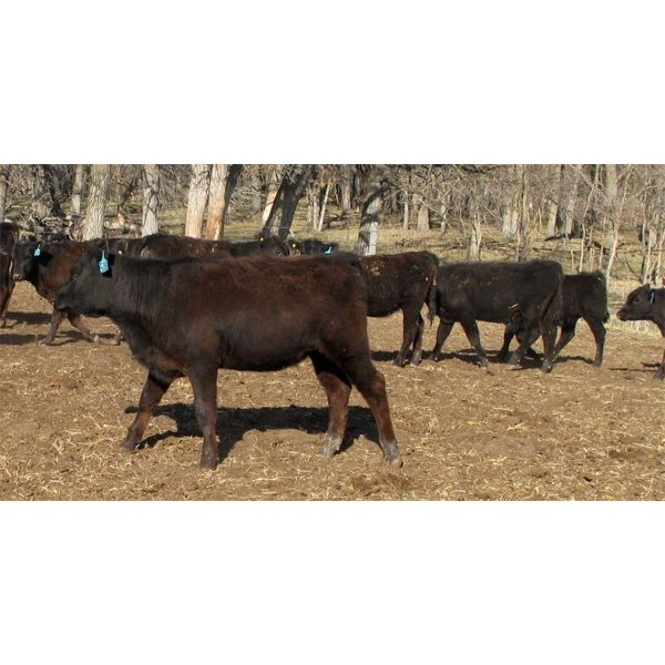 Green Tree Cattle - 450# Heifers - 49 Head (Gladstone, MB)
