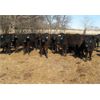 Image 4 : Green Tree Cattle - 450# Heifers - 49 Head (Gladstone, MB)