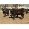 Image 5 : Green Tree Cattle - 450# Heifers - 49 Head (Gladstone, MB)