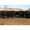 Image 6 : Green Tree Cattle - 450# Heifers - 49 Head (Gladstone, MB)