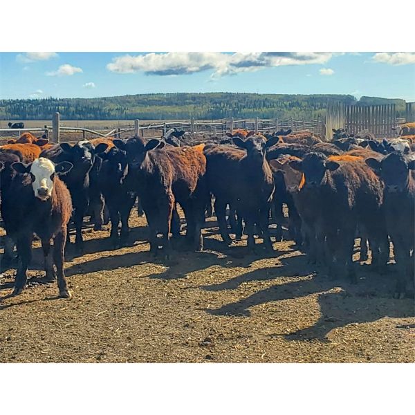 Maverick Livestock - 530# Heifers - 210 Head (Hines Creek, AB)