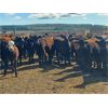 Image 1 : Maverick Livestock - 530# Heifers - 210 Head (Hines Creek, AB)