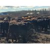 Image 2 : Maverick Livestock - 530# Heifers - 210 Head (Hines Creek, AB)