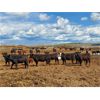 Image 7 : Maverick Livestock - 530# Heifers - 210 Head (Hines Creek, AB)
