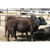 Image 3 : Van Driel Farms - 600# Heifers - 90 Head (Fort Macleod, AB)