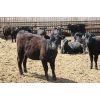 Image 4 : Van Driel Farms - 600# Heifers - 90 Head (Fort Macleod, AB)