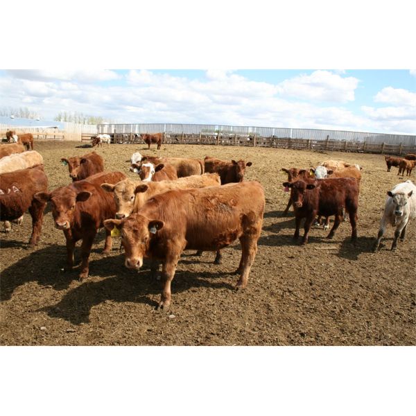 Van Driel Farms - 625# Steers - 85 Head (Fort Macleod, AB)
