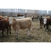 Image 2 : Van Driel Farms - 625# Steers - 85 Head (Fort Macleod, AB)