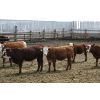 Image 3 : Van Driel Farms - 625# Steers - 85 Head (Fort Macleod, AB)