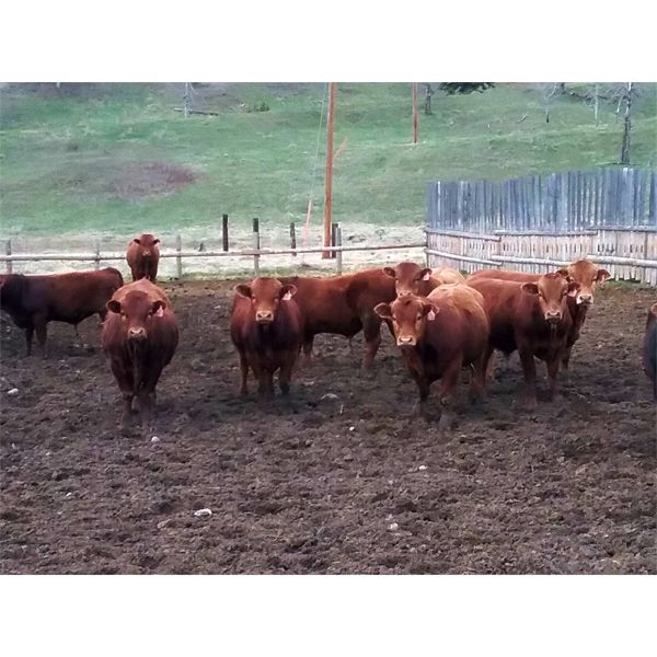CL Ranches - 1000# Virgin Bulls - 38 Head (Cochrane, AB)