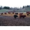 Image 3 : CL Ranches - 1000# Virgin Bulls - 38 Head (Cochrane, AB)