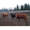 Image 6 : CL Ranches - 1000# Virgin Bulls - 38 Head (Cochrane, AB)