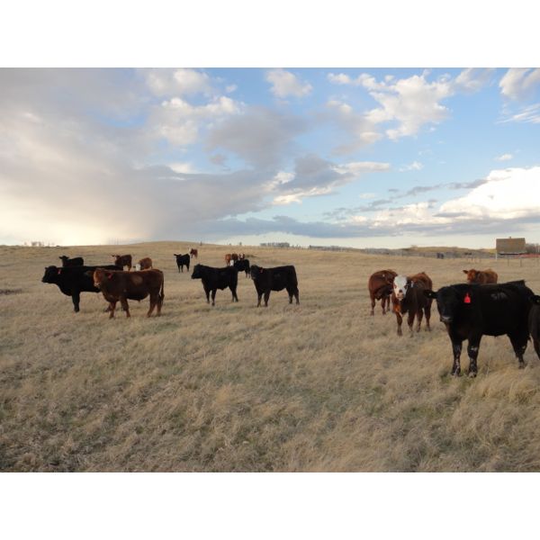 DJC Ranch - 1025# Steers - 240 Head (Rabbit Lake, SK)