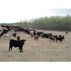 Image 2 : DJC Ranch - 1025# Steers - 240 Head (Rabbit Lake, SK)