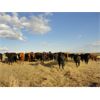 Image 4 : DJC Ranch - 1025# Steers - 240 Head (Rabbit Lake, SK)