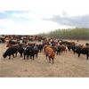 Image 7 : DJC Ranch - 1025# Steers - 240 Head (Rabbit Lake, SK)