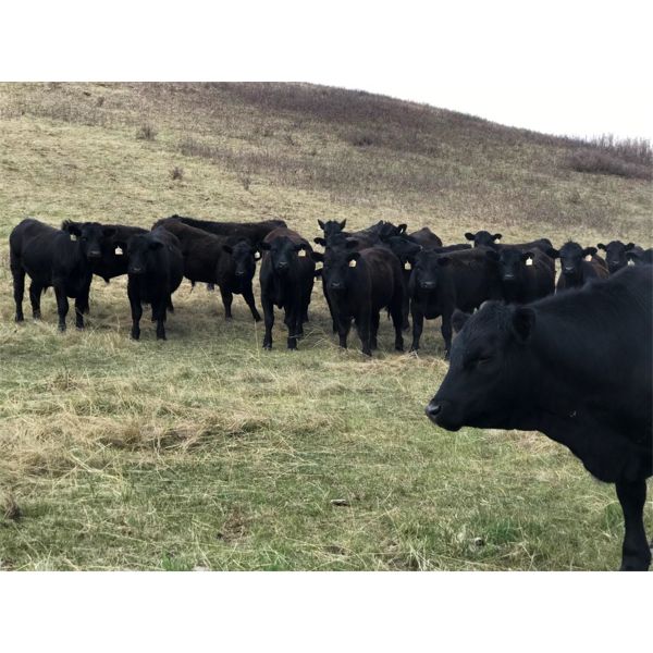 Lyman Reed - 1050# Steers - 50 Head (Okotoks, AB)
