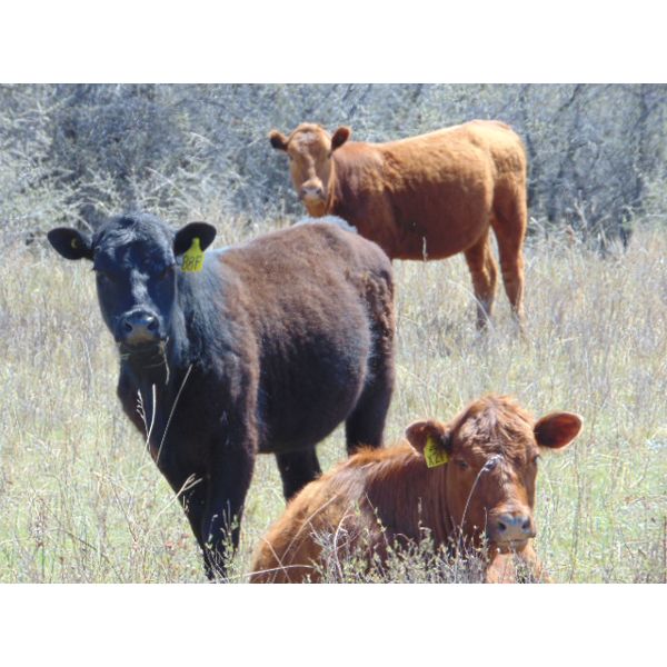 Ryan Culligan - 900# Heifers - 70 Head (Duchess, AB)