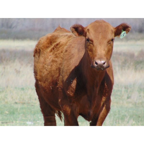 Ryan Culligan - 850# Heifers - 75 Head (Duchess, AB)