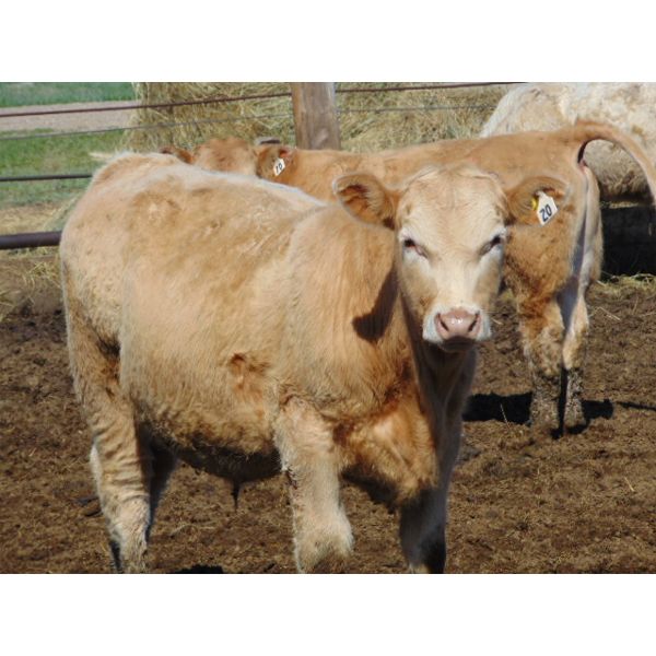 Aaron Bear - 975# Steers - 50 Head (Duchess, AB)