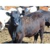 Image 5 : Aaron Bear - 975# Steers - 50 Head (Duchess, AB)