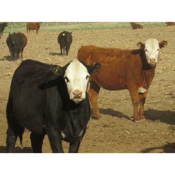 Jeff & Bonnie Resch - 1000# Heifers - 248 Head (Leader, SK)