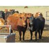 Image 2 : Jeff & Bonnie Resch - 1000# Heifers - 248 Head (Leader, SK)