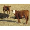 Image 6 : Jeff & Bonnie Resch - 1000# Heifers - 248 Head (Leader, SK)