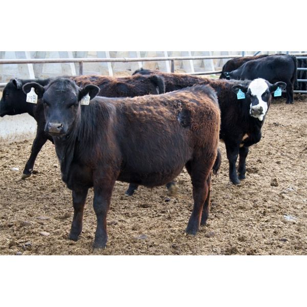 John Schapansky - 750# Steers - 30 Head (Lethbridge, AB)