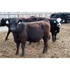 Image 1 : John Schapansky - 750# Steers - 30 Head (Lethbridge, AB)