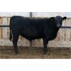 Image 5 : John Schapansky - 750# Steers - 30 Head (Lethbridge, AB)