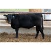 Image 7 : John Schapansky - 750# Steers - 30 Head (Lethbridge, AB)